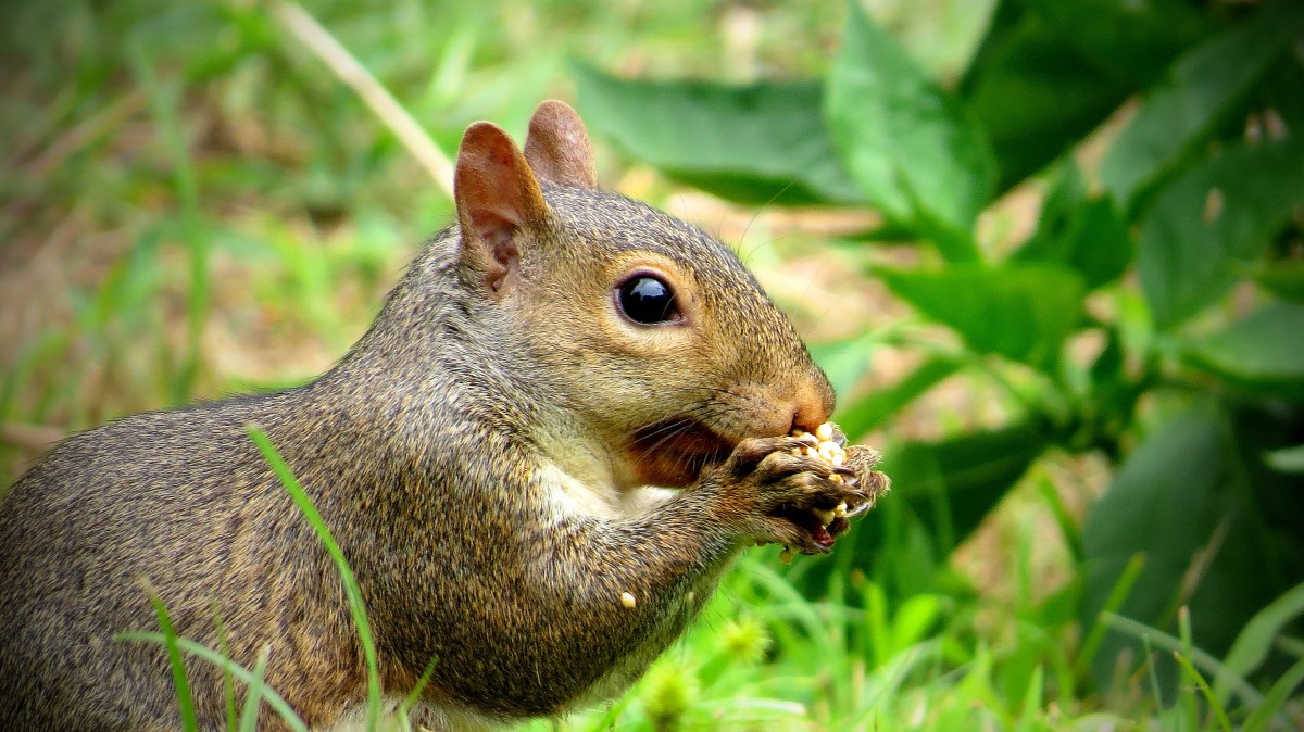 Still Life, Still&nbsp;Living