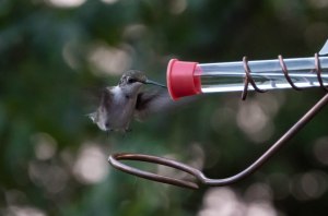 Hummingbird 3