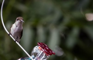 Hummingbird 4