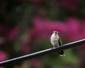 Hummingbird