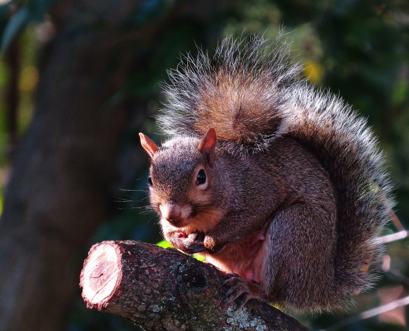 October squirrel