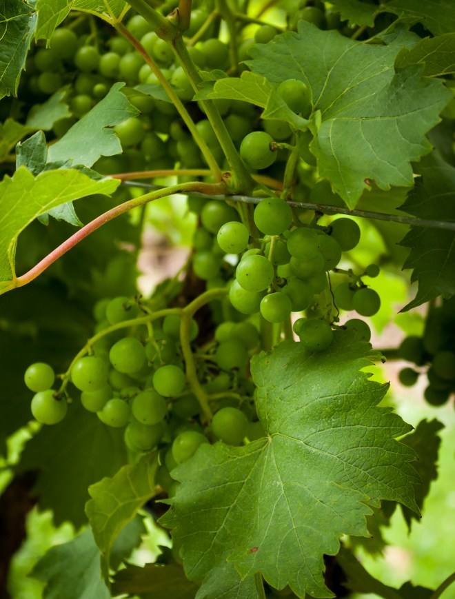 Green grapes