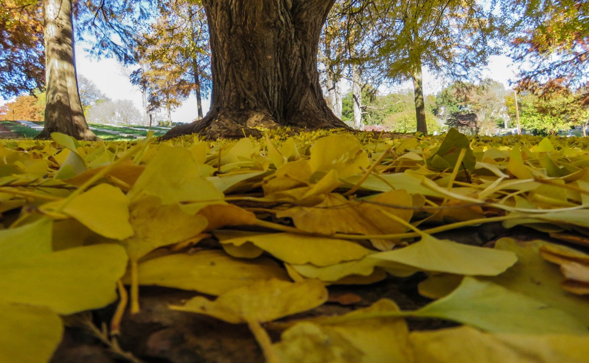A Ginkgo at&nbsp;Thanksgiving