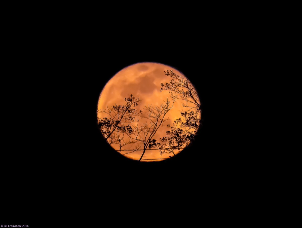 Pumpkin Season’s High Happy&nbsp;Day