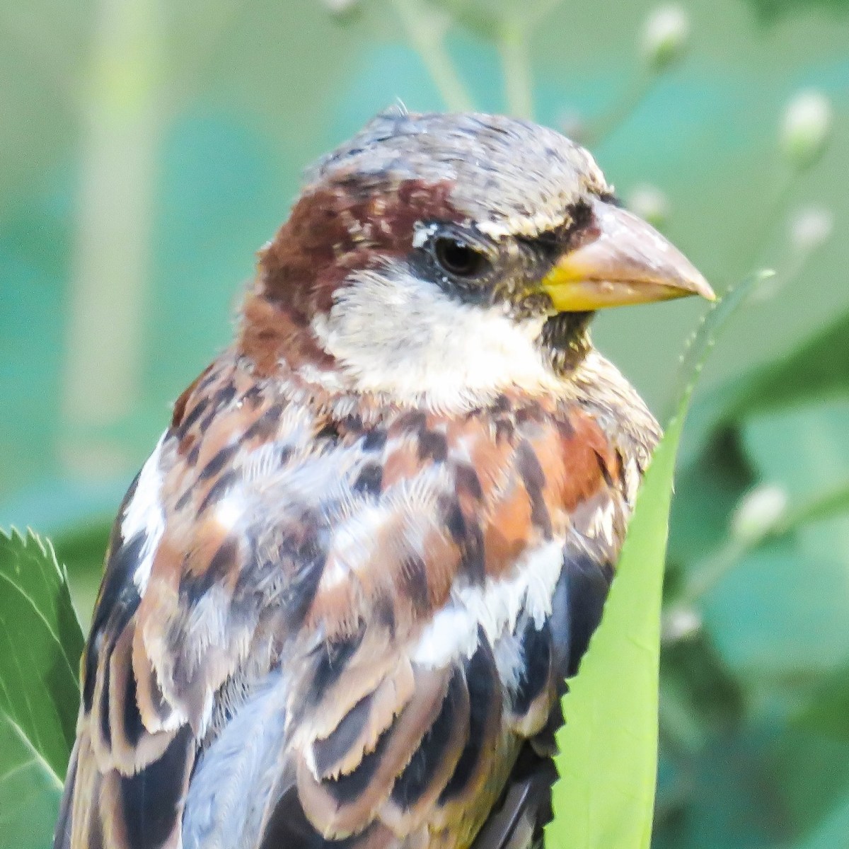 With Our Eyes on the&nbsp;Sparrows