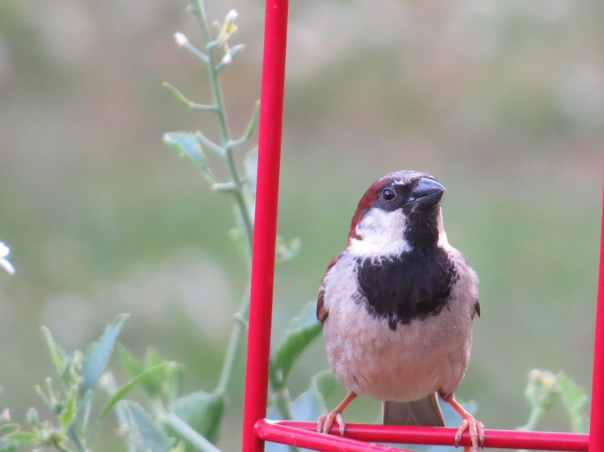 A Lenten Poem for Uncertain&nbsp;Days