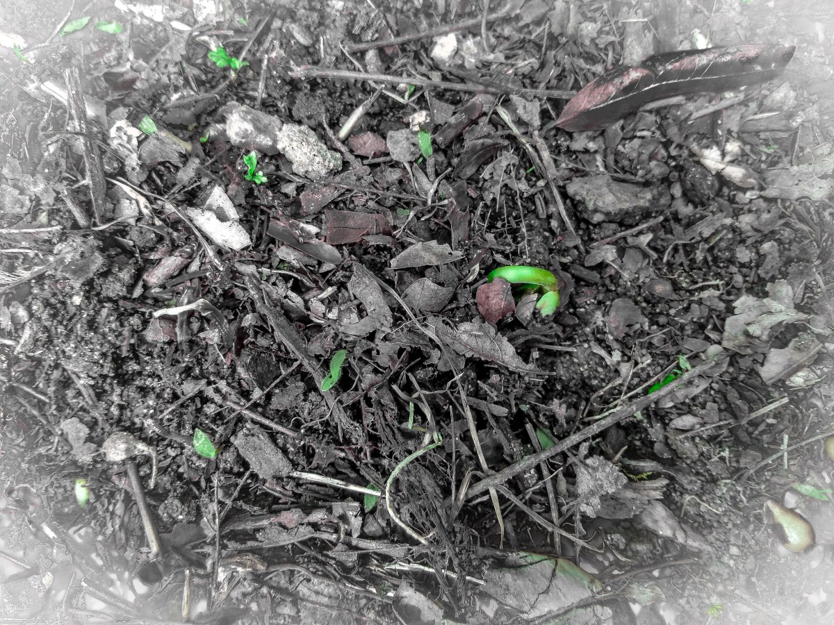 Sowing Kisses into the&nbsp;Breeze