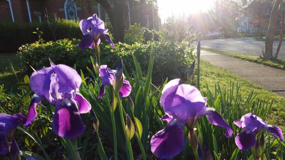 Resurrection Rhizomes