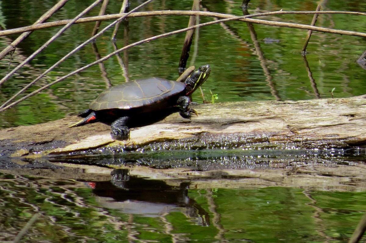 Words Are Like&nbsp;Turtles